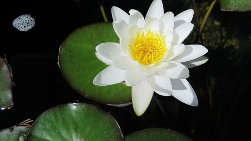 water lily  white  lotus
