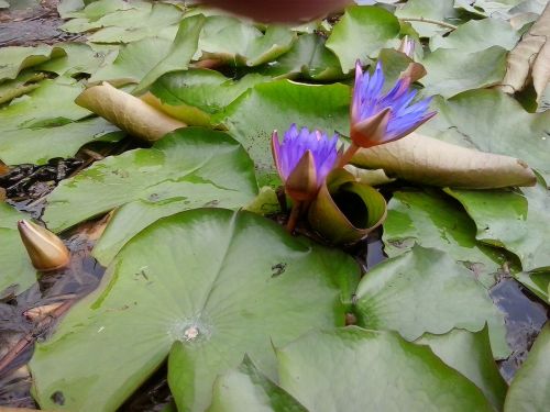 water lily lily purple
