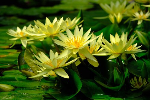water lily  yellow  nature