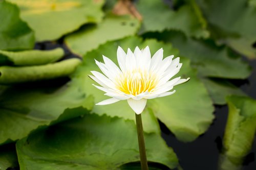 water lily  nuphar lutea  aquatic plant