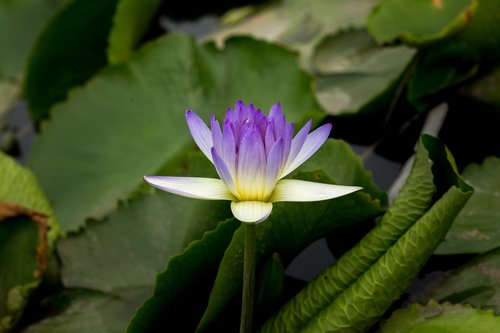 water lily  nuphar lutea  aquatic plant