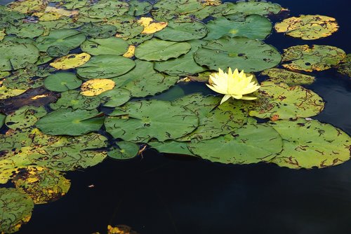 water lily  plant  aquatic