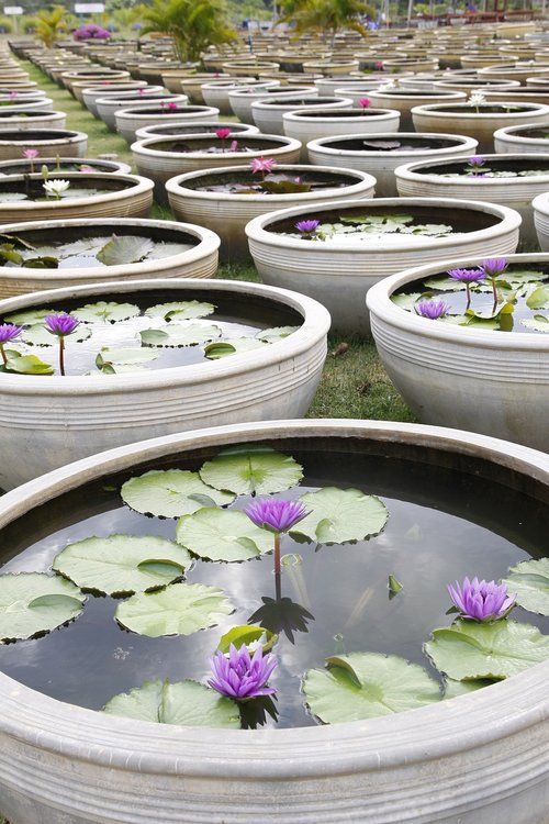 water lily  garden pond  ceramic