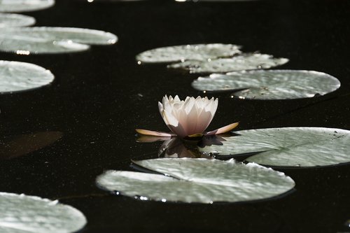 water lily  pond  plants