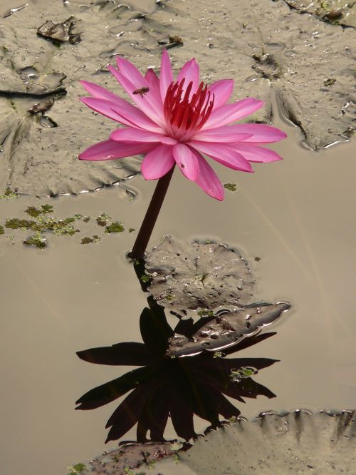 water lily blossom bloom