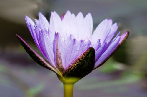 water lily nymphaea leopardess