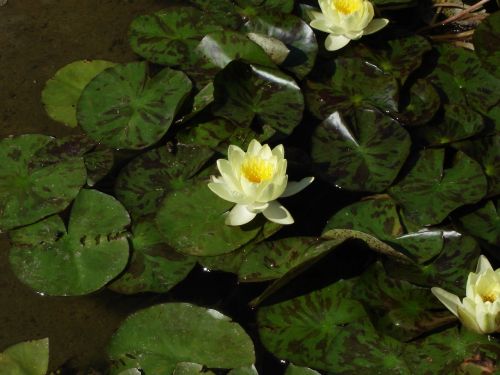 water lily plant flower