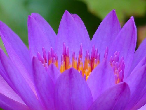 water lily blossom bloom