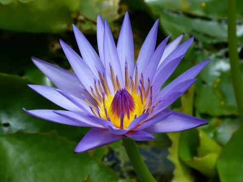 water lily new zealand blue