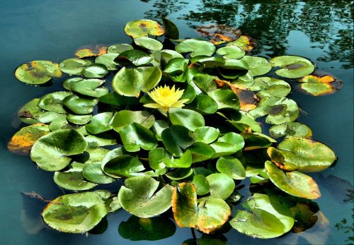 water lily pond floating