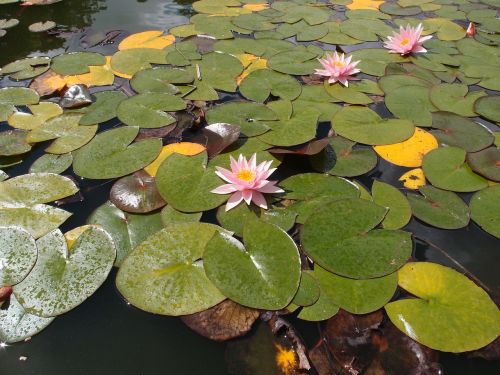 water lily lily pond