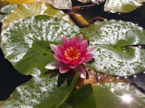 water lily lily pond
