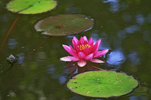 water lily water pink