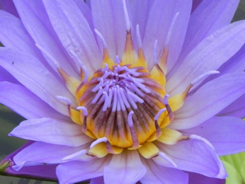 water lily pink macro