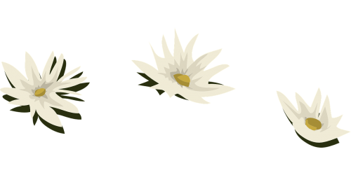 water lily white flowers