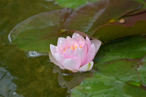 water lily nature flower