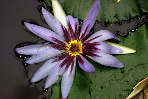 water lily yellow aquatic plant