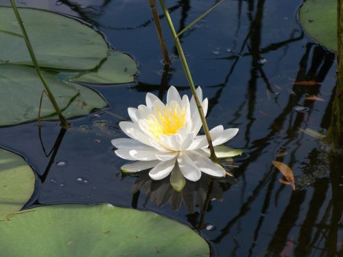 water lily flower white