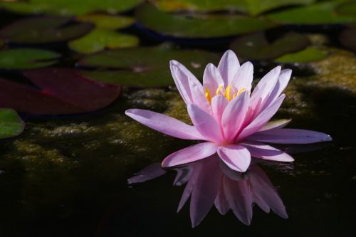 water lily pink aquatic plant