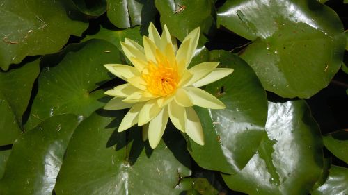 water lily yellow flower nature