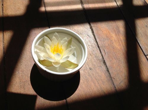 water lily lily bowl