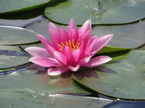 water lily water blossom