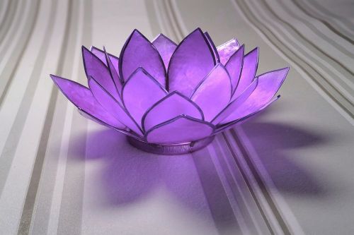 water lily glass purple