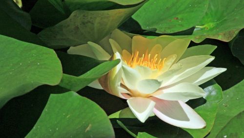 water lily yellow white