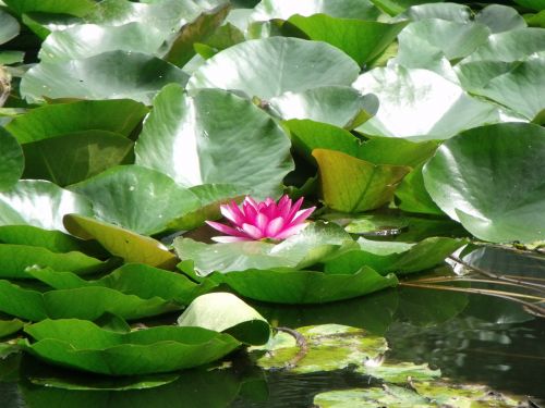 water lily pond plant