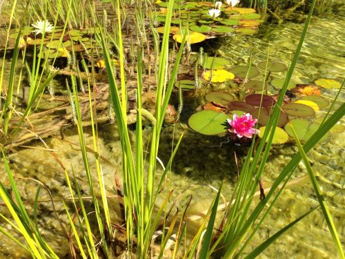 water lily garden medalp