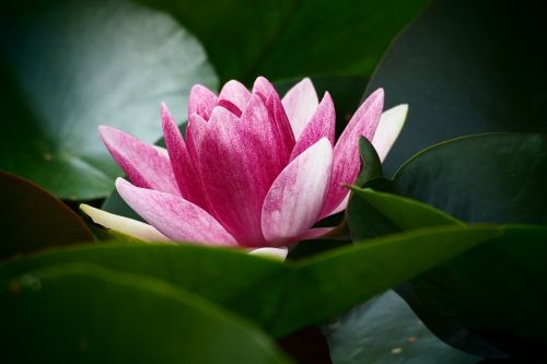 water lily pink green