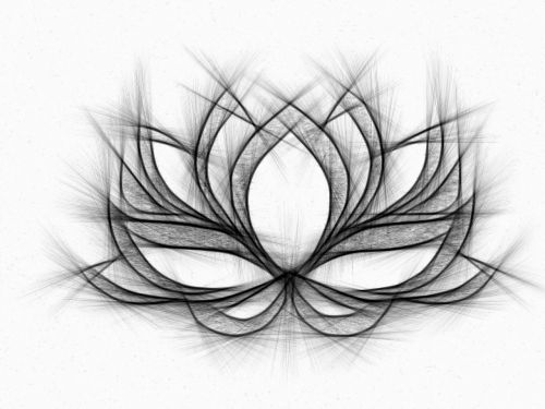 water lily drawing pencil