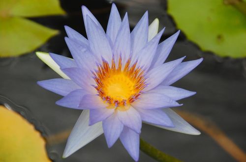 water lily purple pond