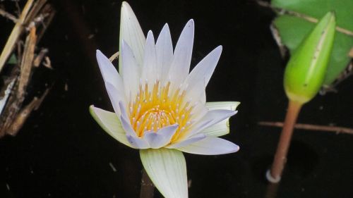 water lily blossom bloom