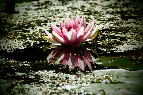 water lily water pink