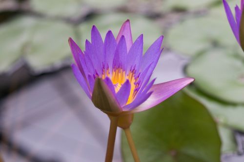 water lily purple aquatic plant