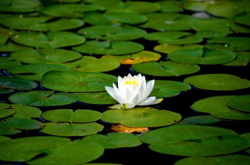 water lily flowers aquatic plant