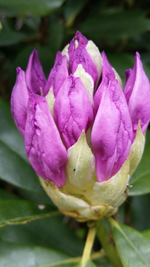 water lily flower purple