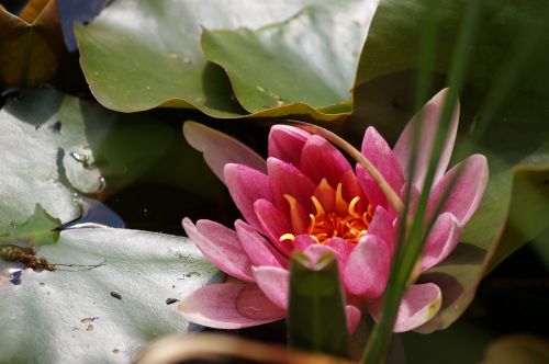 water lily flower aquatic plant