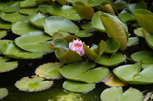 water lily leaves floating plants