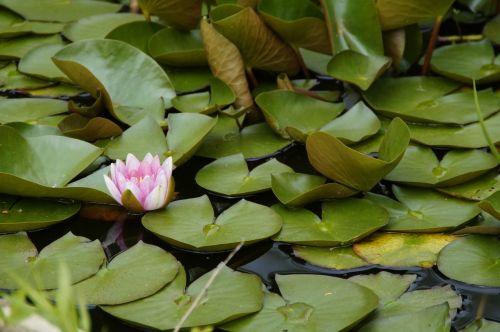 water lily leaves floating plants