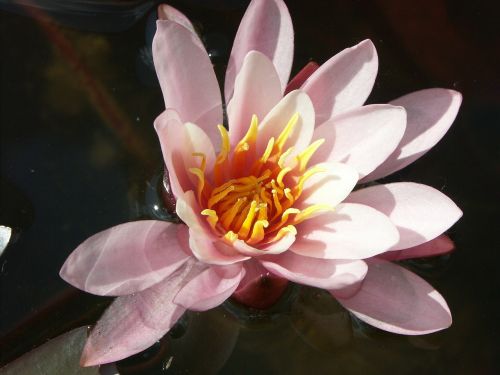 water lily flower aquatic plant