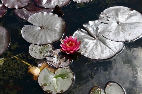 water lily pond aquatic plant