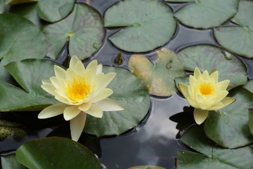 water lily flower yellow