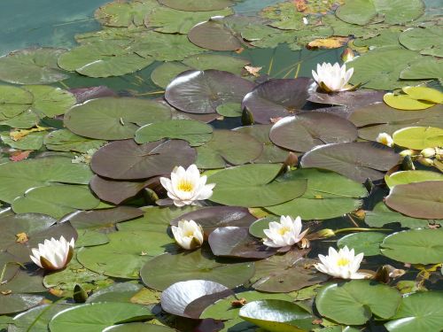 water lily nymphaea floating leaves