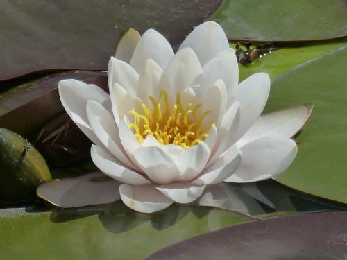 water lily nymphaea closeup