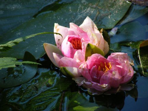 water lily blossom bloom