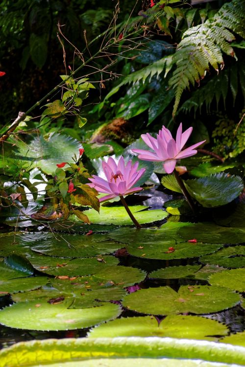 water lily flower blossom