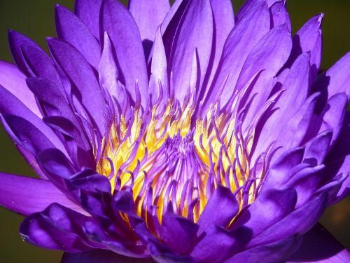 water lily pond flower