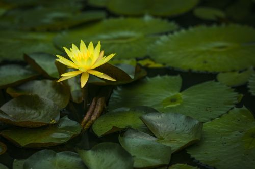 water lily scene flower